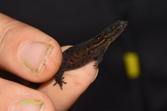 Sphaerodactylus klauberi