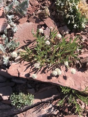 Eriogonum coloradense
