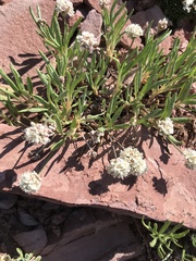 Eriogonum coloradense