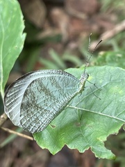 Leptosia
