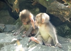 Macaca fuscata fuscata
