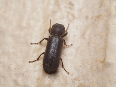 Amphicerus
