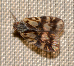 Bothriocera cognita