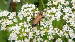 Trigonarthris subpubescens