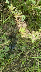 Neogobius melanostomus