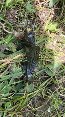 Neogobius melanostomus