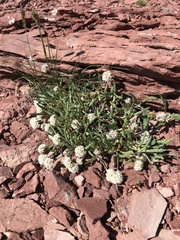 Eriogonum coloradense