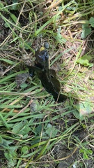 Neogobius melanostomus