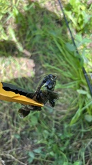 Neogobius melanostomus