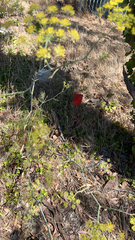 Foeniculum vulgare