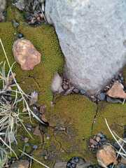 Pseudocrossidium crinitum