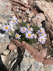 Erigeron leiomerus