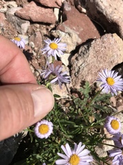 Erigeron leiomerus