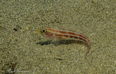 Helcogramma