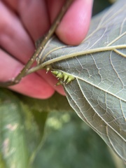 Celticecis spiniformis