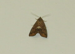 Hypsoropha hormos