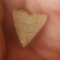 Macrochilo litophora