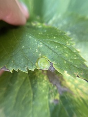 Pachypsylla celtidisumbilicus