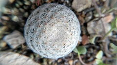 Mammillaria albiflora