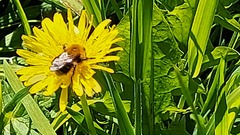 Bombus
