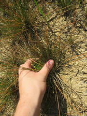 Eleocharis engelmannii