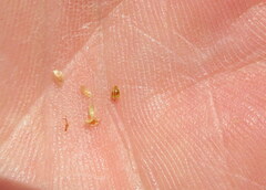 Eleocharis engelmannii