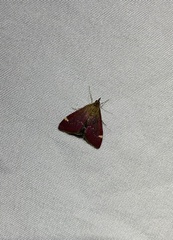 Pyrausta grotei