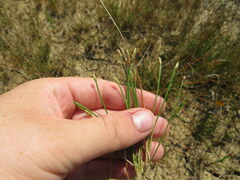 Eleocharis engelmannii