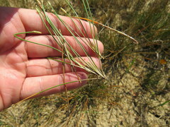 Eleocharis engelmannii