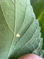 Celticecis pyriformis