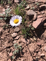 Erigeron simplex