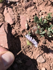 Erigeron simplex