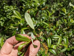 Salix farriae
