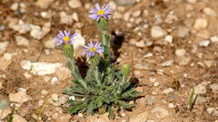 Vittadinia megacephala