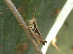 Melanoplus glaucipes