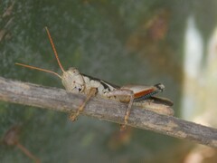 Melanoplus glaucipes