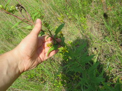 Silphium asperrimum