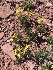 Senecio amplectens holmii