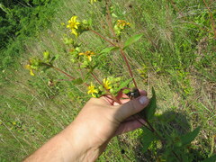 Silphium asperrimum