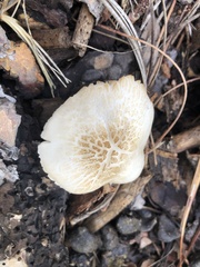 Pluteus brunneidiscus