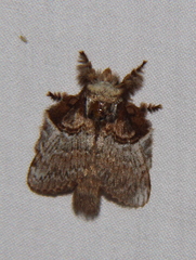 Euglyphis obliterata