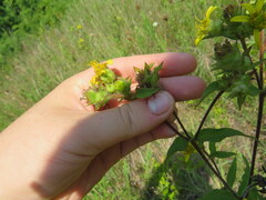Silphium asperrimum