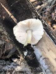 Pluteus brunneidiscus