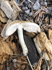 Pluteus brunneidiscus