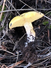 Suillus kaibabensis