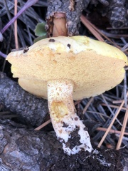 Suillus kaibabensis