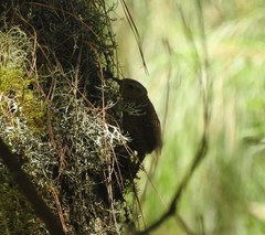Troglodytes aedon brunneicollis
