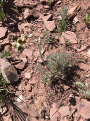 Artemisia scopulorum