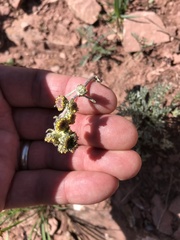 Artemisia scopulorum