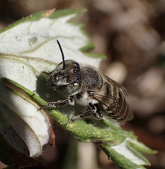 Megachile apicalis